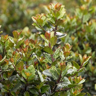 Ilex x meserveae 'Little Pirate' – Törpe magyal