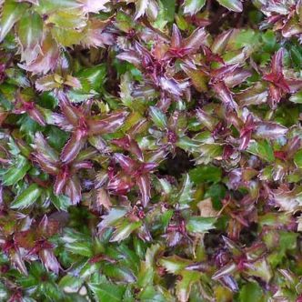 Ilex meserveae 'Little Rascal' – Törpe magyal Ilex meserveae 'Little Rascal' – Törpe magyal