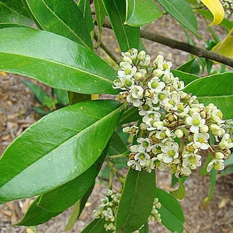 Ilex paraguariensis GARDEN 2 CUP® (Yerba Mate)