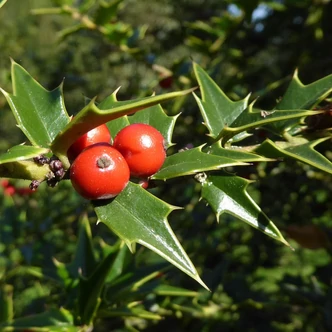 Ilex pernyi – Kínai magyal