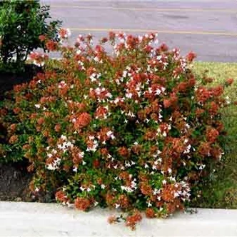 Abelia grandiflora 'Sherwoodii' – Nagyvirágú tárnicslonc (fehér)