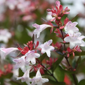 Abelia x grandiflora – Nagyvirágú tárnicslonc