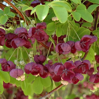 Akebia quinata – Ötlevelű akébia