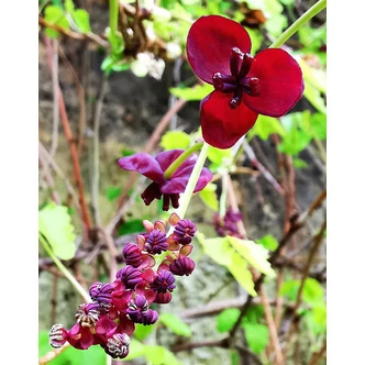 Akebia trifoliata – Háromlevelű akébia