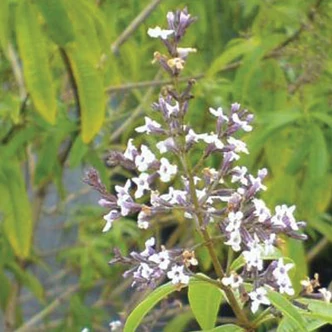 Aloysia citrodora (syn.: Aloysia triphylla)  – Citromverbéna