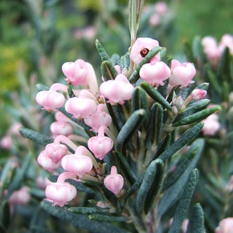 Andromeda polifolia 'Blue Lagoon' – Tőzegrozmaring