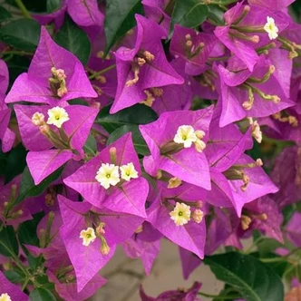 Bougainvillea 'Alexandra' – Murvafürt