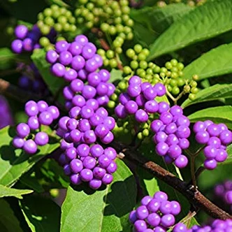 Callicarpa dichotoma 'Issai' - Kínai lilabogyó Callicarpa dichotoma 'Issai' - Kínai lilabogyó