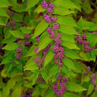 Callicarpa dichotoma - Lilabogyó Callicarpa dichotoma - Lilabogyó