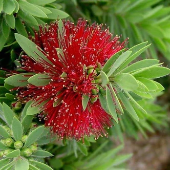 Callistemon 'Little John' – Kefevirág