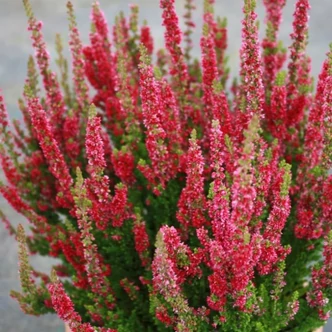 Calluna vulgaris 'Disco Queen' – Csarab