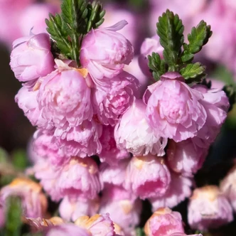 Calluna vulgaris 'Sonja' – Csarab