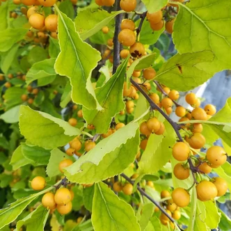 Celastrus orbiculatus 'Hercules' – Keleti fafojtó (hímivarú)