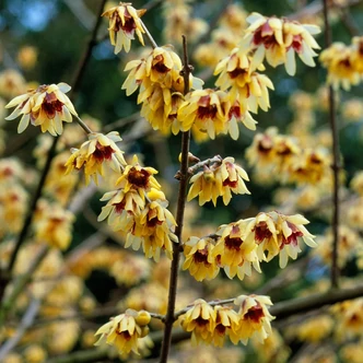 Chimonanthus praecox – Illatos tündérfa Chimonanthus praecox – Illatos tündérfa