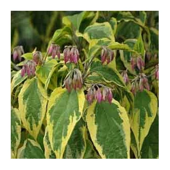 Clerodendrum trichotomum 'Variegatum' - Kései végzetfa Clerodendrum trichotomum 'Variegatum' - Kései végzetfa