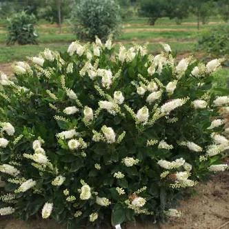 Clethra alnifolia – Fehérvirágú borscserje