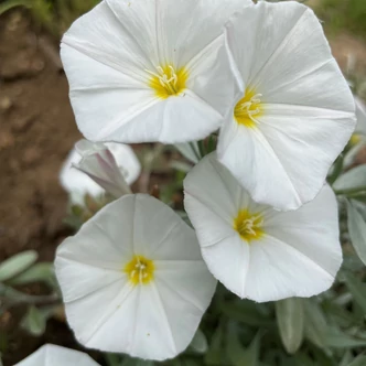 Convolvulus cneorum – Ezüstös hajnalka