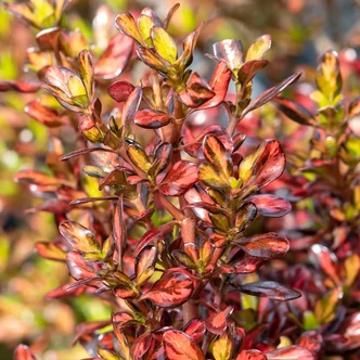 Coprosma 'Evening Glow' – Amerikai tükörcserje