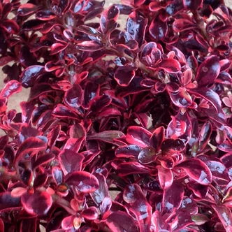 Coprosma 'Fire Burst' – Amerikai tükörcserje