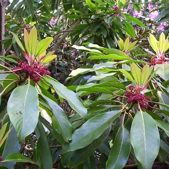 Dapniphyllum himalayense var. macropodum