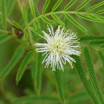 Desmanthus illinoinensis – Illinoisi mimóza