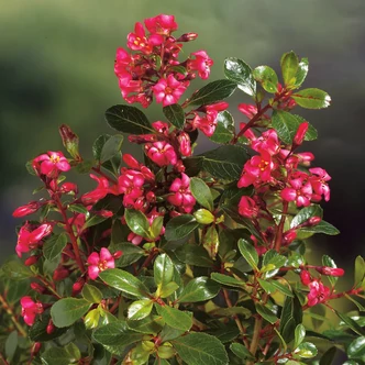 Escallonia nanus 'Red Dream' – Rózsaszín virágú kőtörő cserje Escallonia nanus 'Red Dream' – Rózsaszín virágú kőtörő cserje