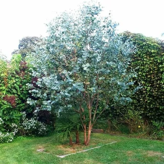 Eucalyptus gunnii 'Silver Dollar' – Nagylevelű havasi eukaliptusz