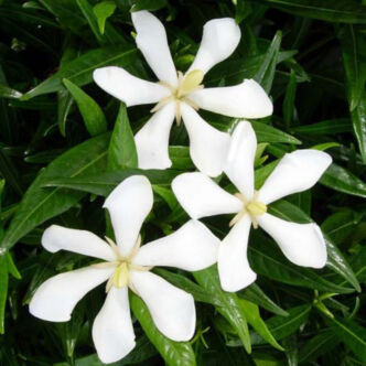 Gardenia augusta 'Super Star'® – Gardénia