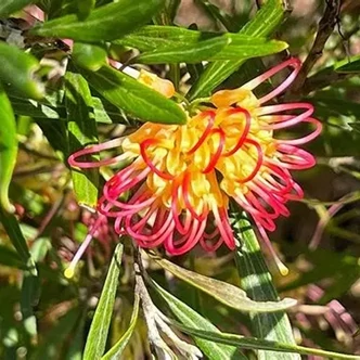 Grevillea 'Olivacea' – Pókvirág