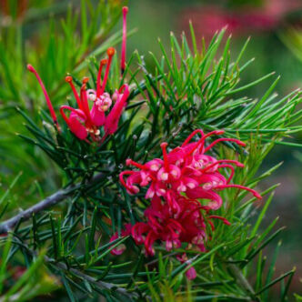 Grevillea juniperina – Pókvirág, selyemtölgy