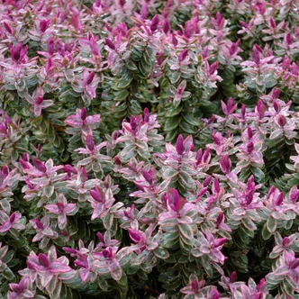 Hebe 'Red Edge' – Veronikacserje