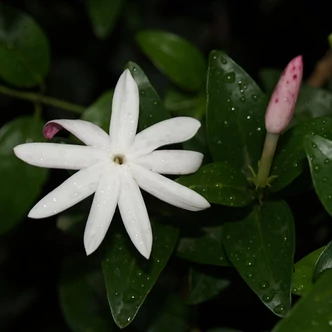 Jasminum nitidum 'Angel Wing' – Jázmin