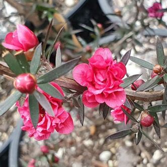 Leptospermum scoparium 'Crimson Glory' – Új-zélandi teafa