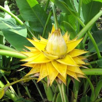 Musa lasiocarpa – Kínai törpebanán, Arany lótuszvirág
