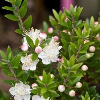 Myrtus communis 'Tarentina' – Közönséges mirtusz