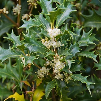 Osmanthus heterophyllus – Illatvirág