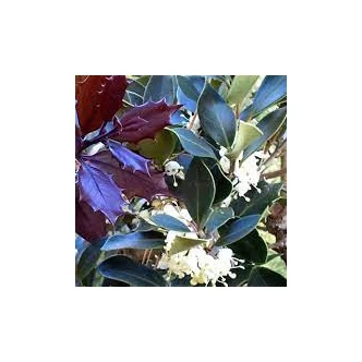 Osmanthus heterophyllus 'Purpureus' – Illatvirág