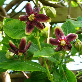 Periploca graeca – Görögtekercs