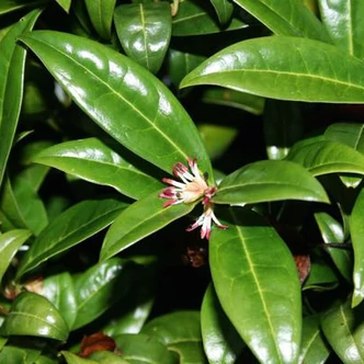 Sarcococca hookeriana var. humilis – Törpe bogyóspuszpáng