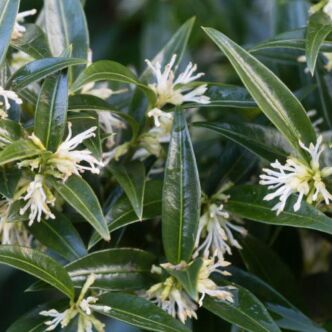 Sarcococca ruscifolia – Hegyeslevelű bogyóspuszpáng