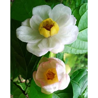 Calycanthus chinensis (syn. Sinocalycanthus chinensis) – Kínai fűszercserje