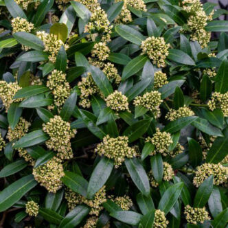 Skimmia japonica 'Kew Green' – Japán dérbabér