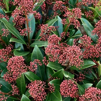 Skimmia japonica 'Rubella' – Japán dérbabér