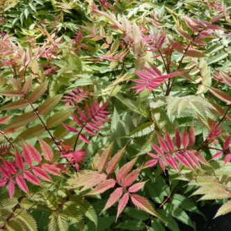 Sorbaria sorbifolia 'Pink Hopi' – Tollas gyöngyvessző