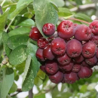 Sorbaronia 'Likerovyj Jarab' Sorbaronia 'Likerovyj Jarab'