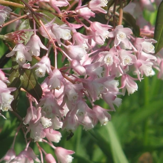 Staphylea holocarpa – Hólyagfa