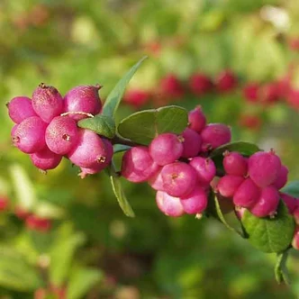 Symphoricarpos x doorenbosii 'Magic Berry' – Hóbogyó