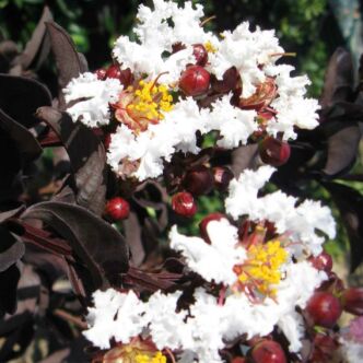 Lagerstroemia 'Black Solitaire - Pure White' - Bordó lombú, fehér virágú kínai selyemmirtusz