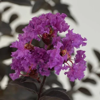 Lagerstroemia indica Black Diamond® (syn.: Black Solitaire) Purely Purple® ('18LI') – Kínai selyemmirtusz Lagerstroemia indica Black Diamond® (syn.: Black Solitaire) Purely Purple® ('18LI') – Kínai selyemmirtusz