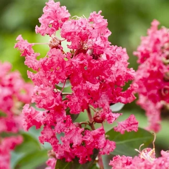 Lagerstroemia 'Coral Fillii'® – Kínai selyemmirtusz Lagerstroemia 'Coral Fillii'® – Kínai selyemmirtusz